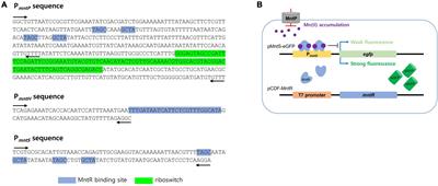Development of novel Escherichia coli cell-based biosensors to monitor Mn(II) in environmental systems